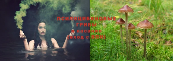 прущие грибы Бородино